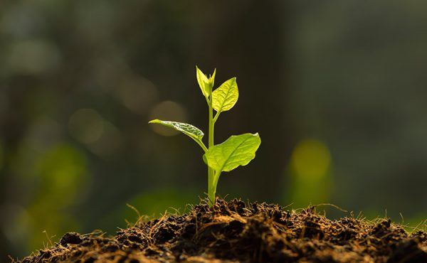 Día Mundial del Medio Ambiente