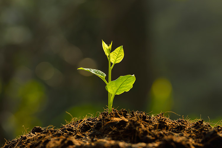 Día Mundial del Medio Ambiente