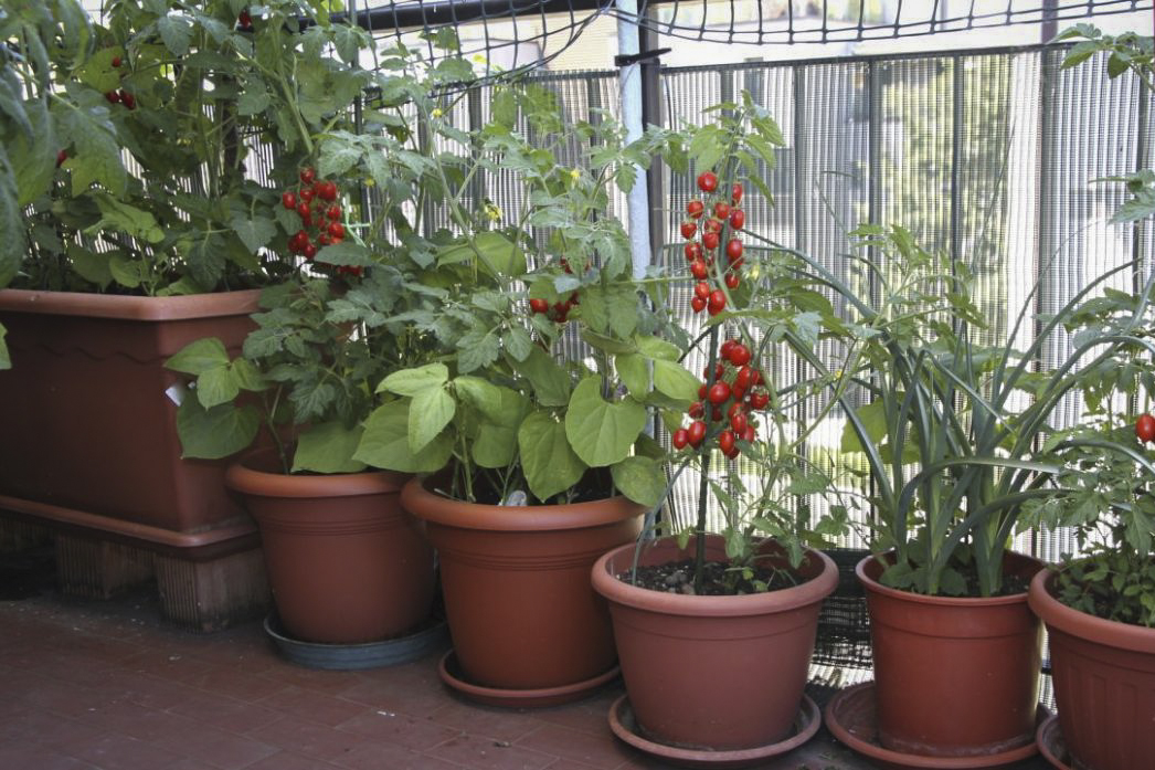 Huerta en balcón, patio, terraza o jardín