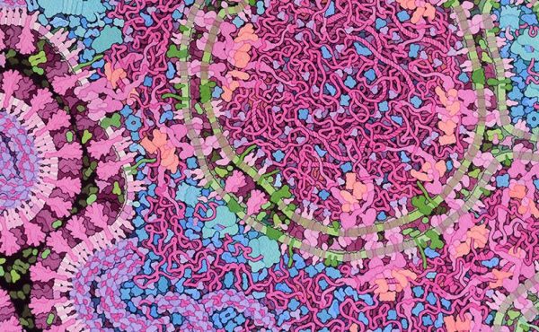 Seminarios WEB sobre Resistencia Antimicrobiana en relación a COVID19