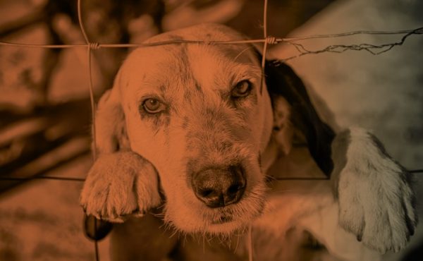 Conversatorio: Protección penal de los animales. Debates y nuevas perspectivas