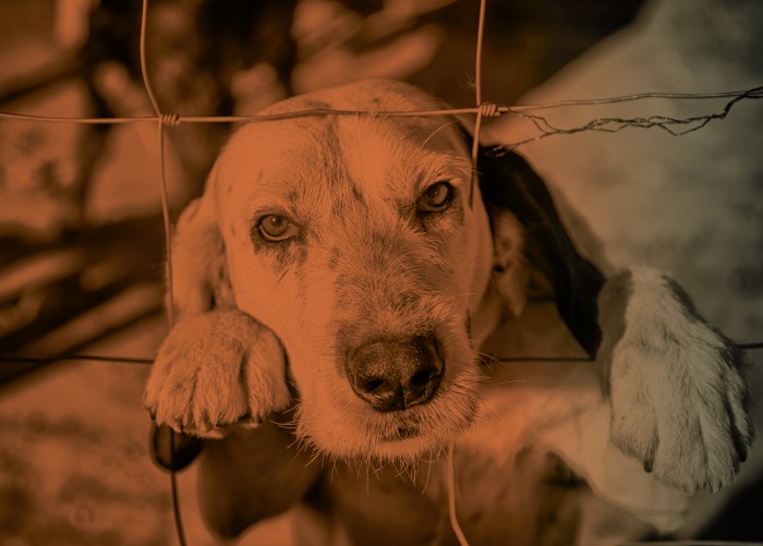 Conversatorio: Protección penal de los animales. Debates y nuevas perspectivas