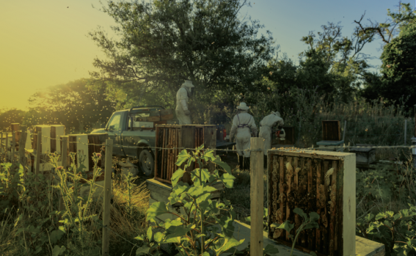 Diplomatura en Economía Social y Desarrollo Comunitario: Prácticas en Gestión de Empresas de Comunidad