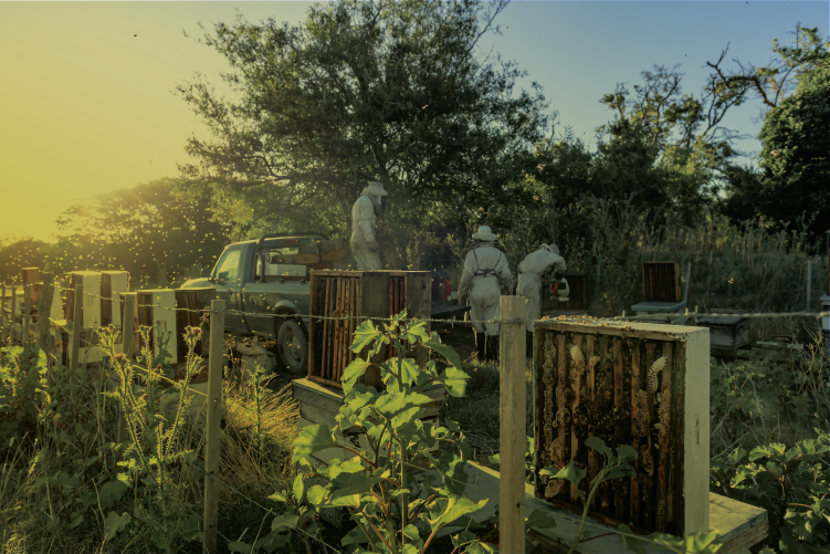 Diplomatura en Economía Social y Desarrollo Comunitario: Prácticas en Gestión de Empresas de Comunidad