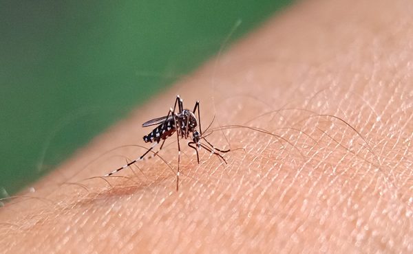 Dengue: “la clave es educar”
