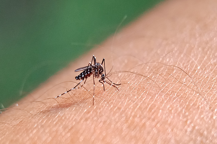 Dengue: “la clave es educar”