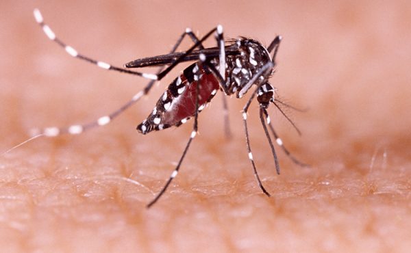 Todo lo que hay que saber sobre la viruela del mono y el dengue