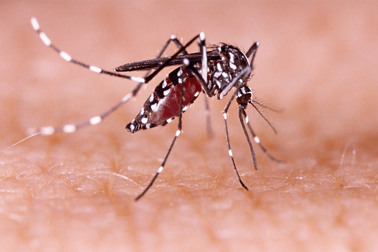 Todo lo que hay que saber sobre la viruela del mono y el dengue