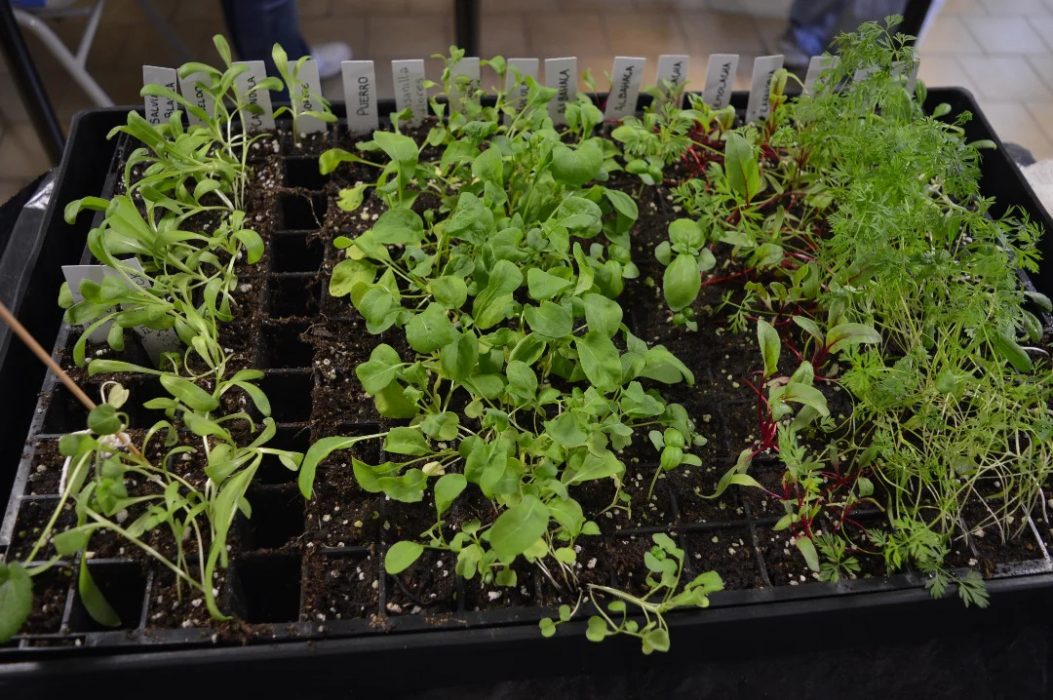 Avanzan los trabajos para la nueva huerta de la Facultad de Arquitectura y Diseño (12)