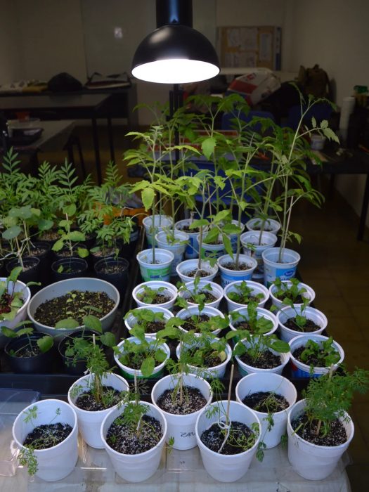 Avanzan los trabajos para la nueva huerta de la Facultad de Arquitectura y Diseño (3)