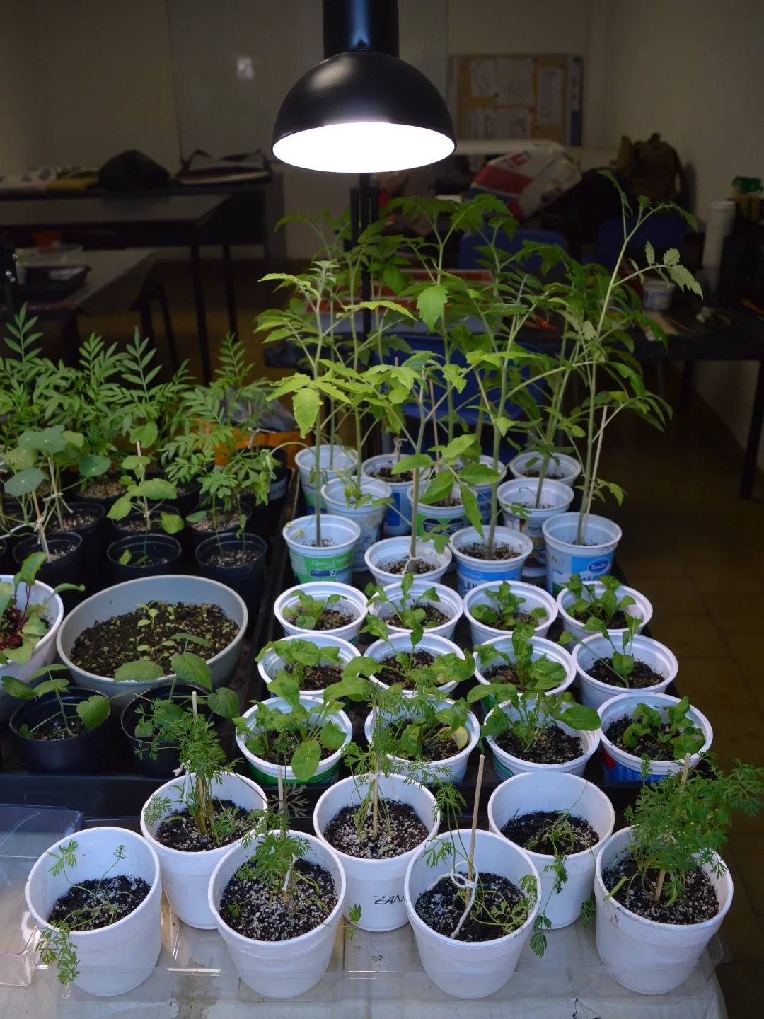 Avanzan los trabajos para la nueva huerta de la Facultad de Arquitectura y Diseño