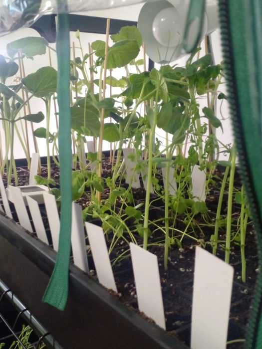 Avanzan los trabajos para la nueva huerta de la Facultad de Arquitectura y Diseño (5)