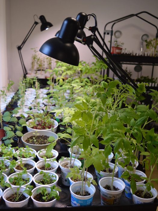 Avanzan los trabajos para la nueva huerta de la Facultad de Arquitectura y Diseño (7)