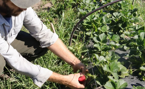 Realizan una serie documental sobre el trabajo de productores frutihortícolas locales