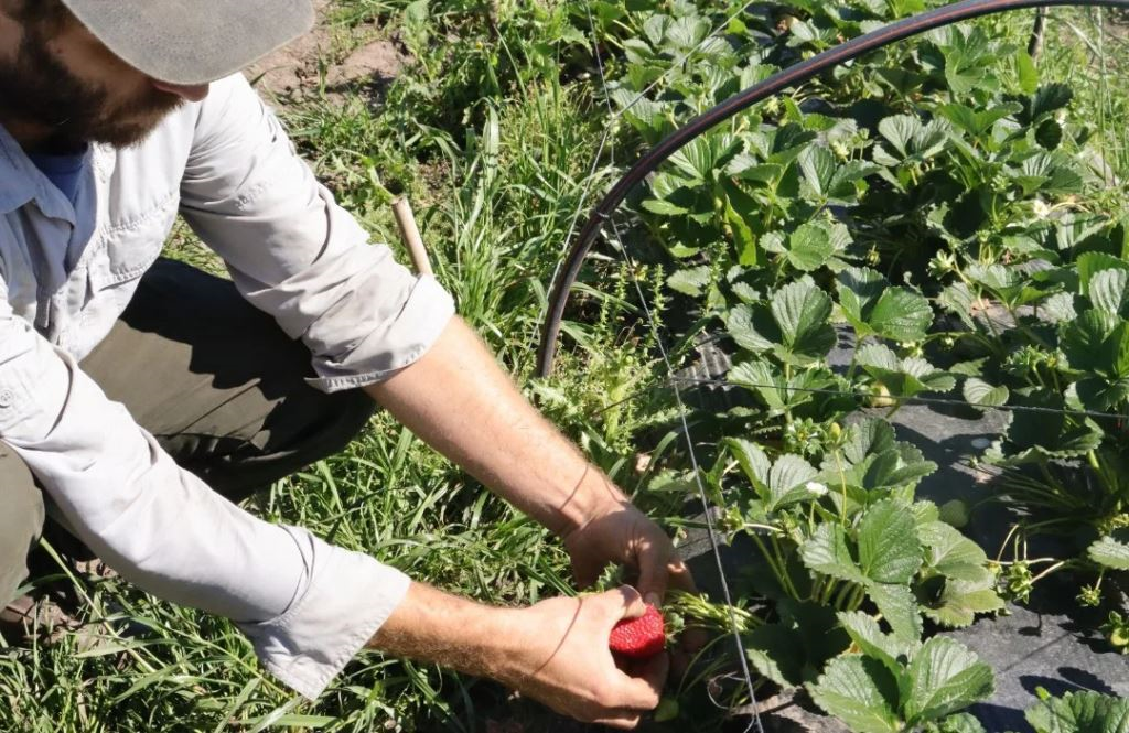 Realizan una serie documental sobre el trabajo de productores frutihortícolas locales